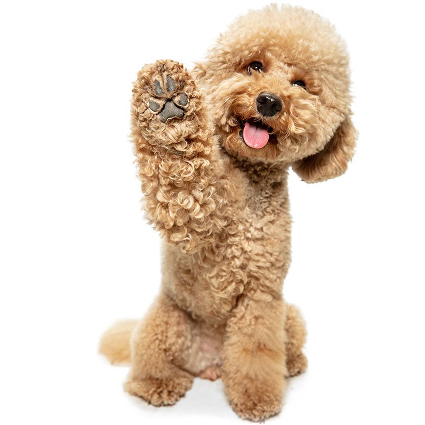 cute puppy maltipoo dog waving