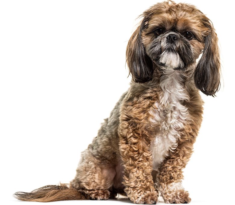 shih tzu dog sitting