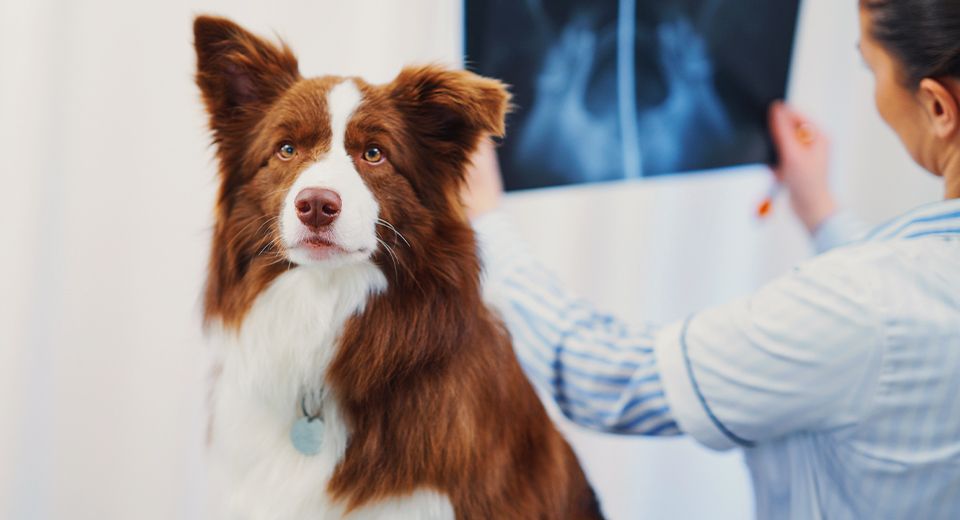 border collie dog visiting the vet for diagnostics