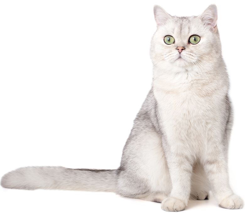 A white British cat sitting in a clinic, showcasing in-clinic diagnostics.