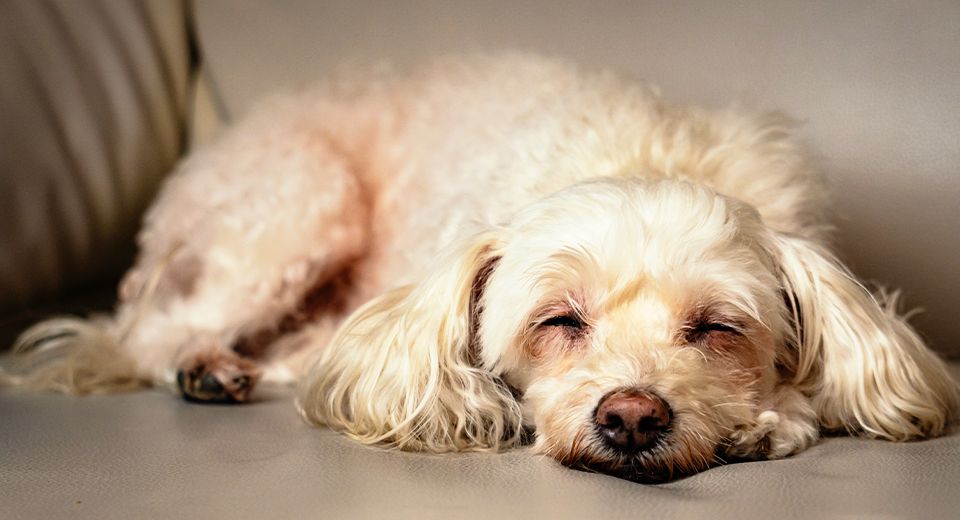 Old dog resting on piece of furniture
