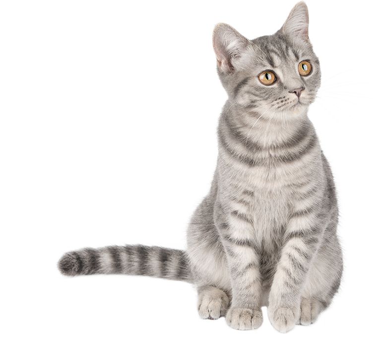 Gray kitten scottish straight