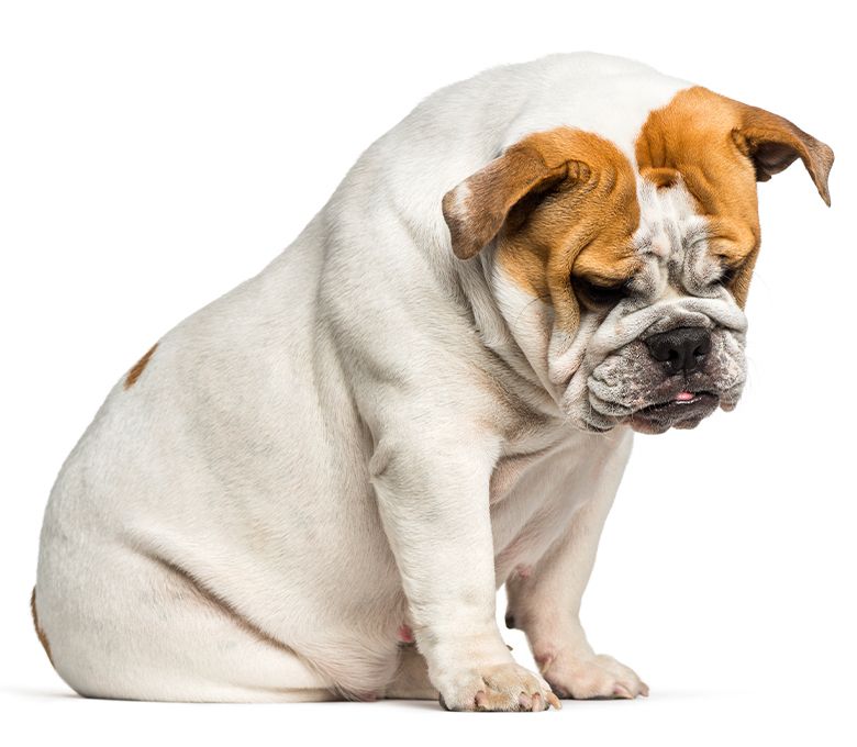 Kurzhaar dog calmly lying on floor posing