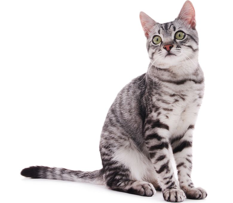 Laser Therapy: Striped Cat Showcasing Pain Relief and Relaxation A beautiful striped cat sitting in a relaxed pose, showcasing the benefits of laser therapy.