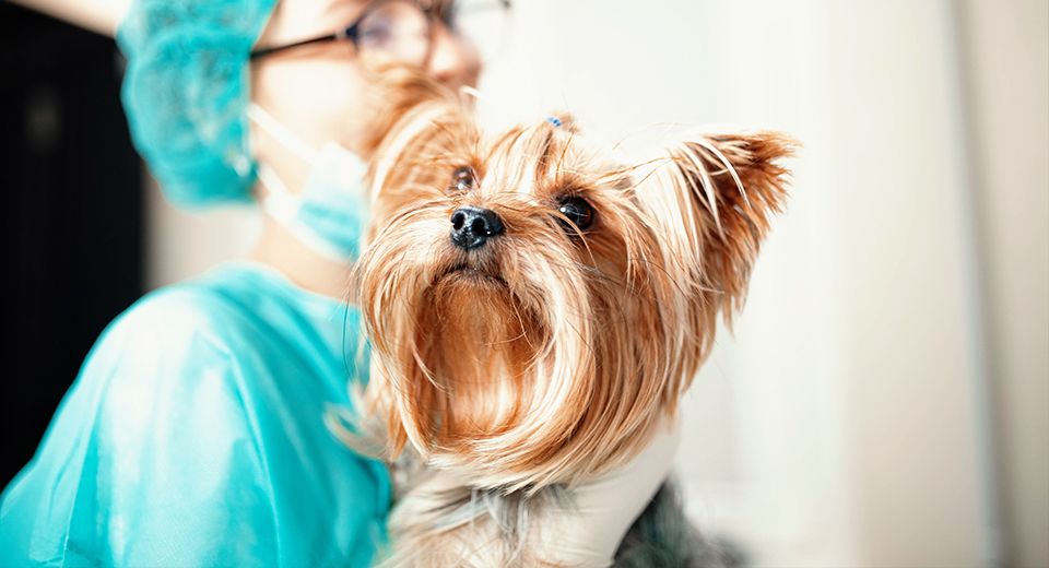 yorkshire terrier dog at the vet
