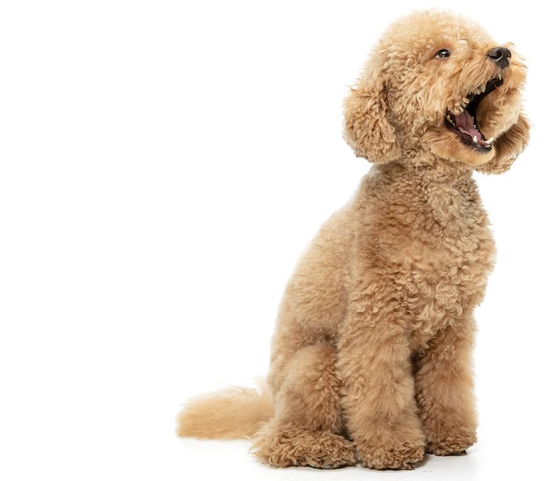 Puppy of maltipoo dog posing