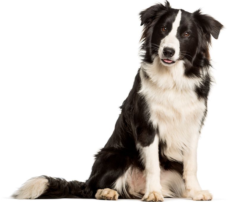 Pet Dental Care: Border Collie Dog Showcasing Good Oral Hygiene A Border Collie dog sitting and looking at the camera, showcasing pet dental care.