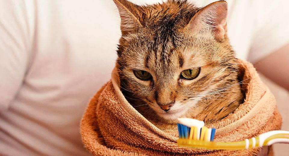man trying to brush the teeth of his cat