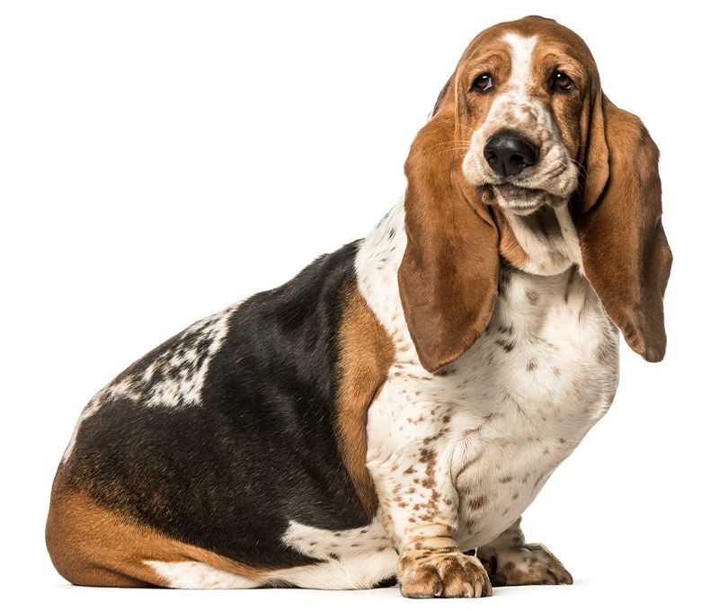 shih tzu dog sitting