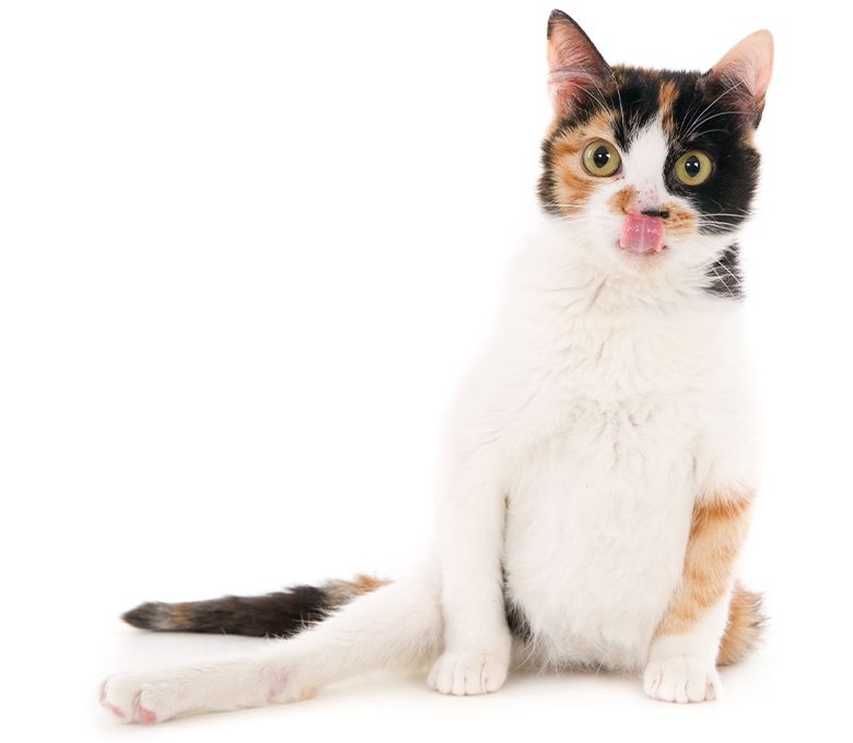 white cat on white background