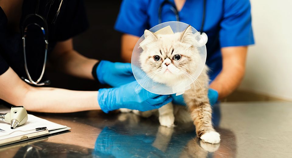 Persian cat with recovery cone after surgery at the veterinarian