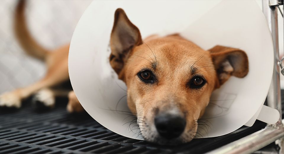 dog wearing a protective cone on his neck after sterilization surgery