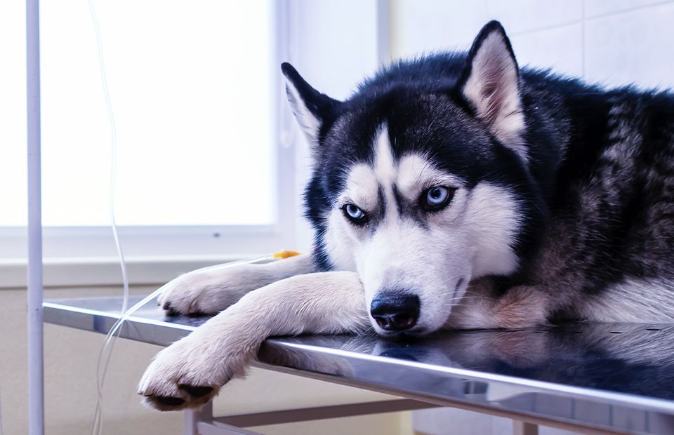 husky dog lies on a metal table waiting for surgery