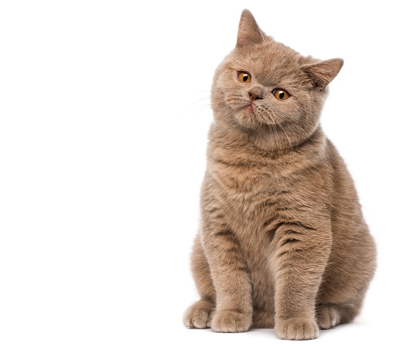 British shorthair in front of white wall