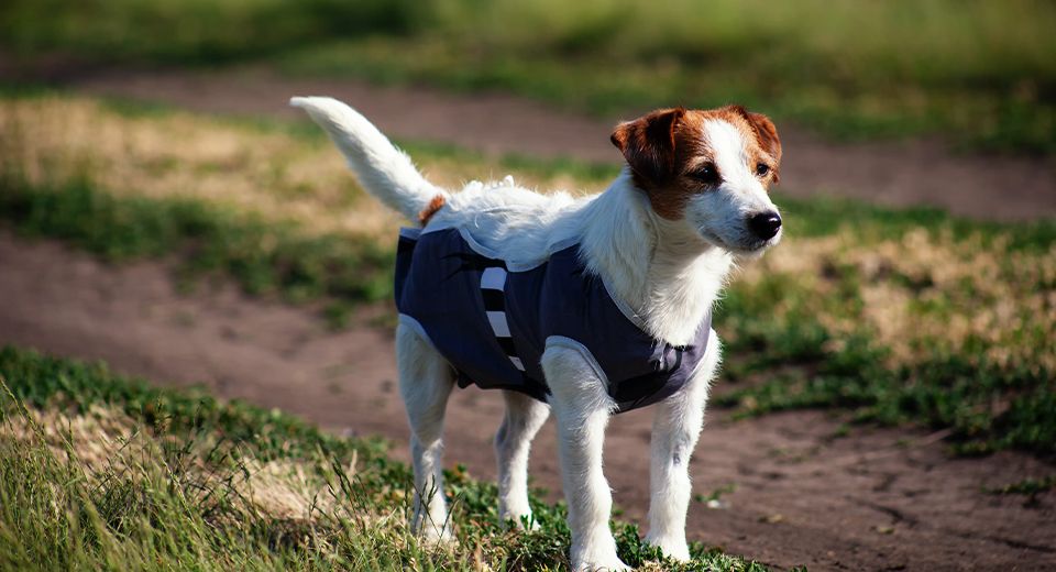 Jack russell terrier in postop blanket after surgery on walk in nature