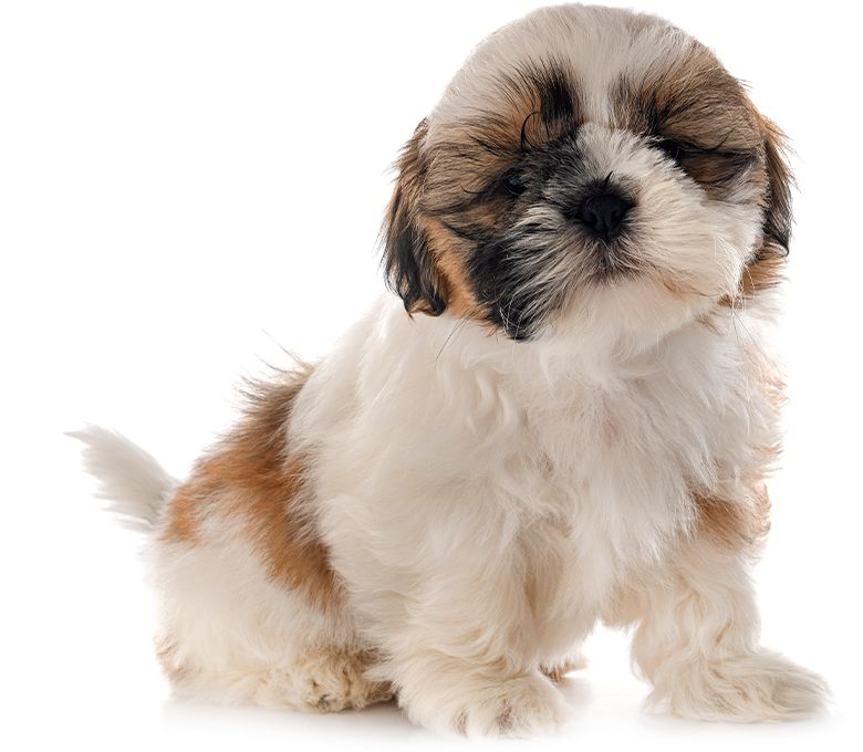 Shih Tzu puppy making eye contact with the camera, highlighting the importance of vaccinations for young dogs