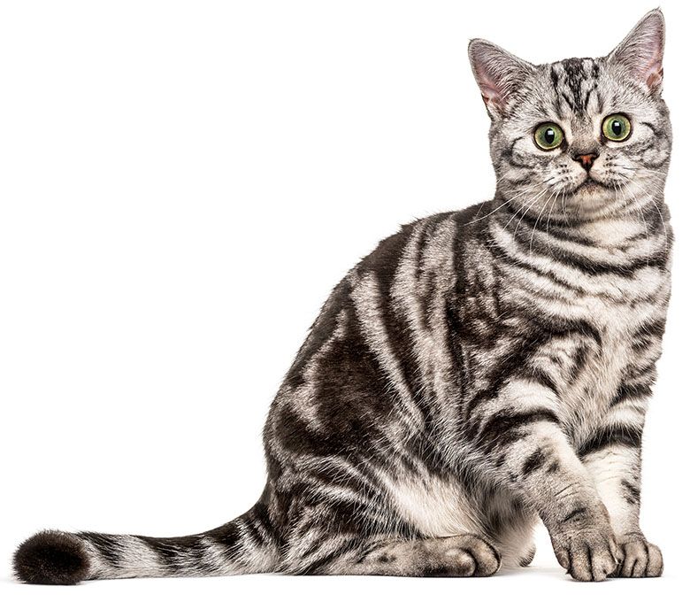 British Shorthair cat sitting in a well-lit room, promoting feline wellness and preventative care.
